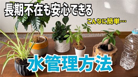 腰水|腰水(こしみず)とは？腰水管理のメリットと注意点について｜金 